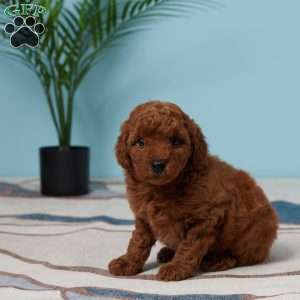Ellie, Miniature Poodle Puppy